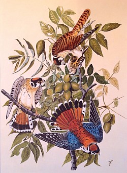 AMERICAN KESTRELS -J.J.AUDUBON-Acrylic  - by Lester Perry