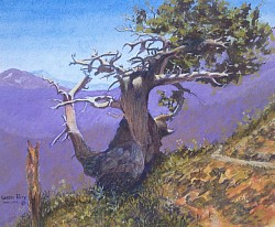 CYPRESS PINE- Gouache