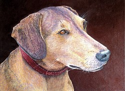 SAM (rescue dog) - Oil on canvas