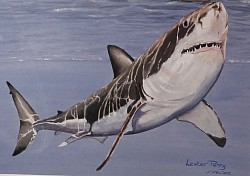 SHARK - Acrylic