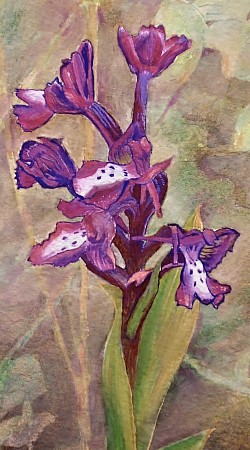 WILD ORCHID - Watercolour