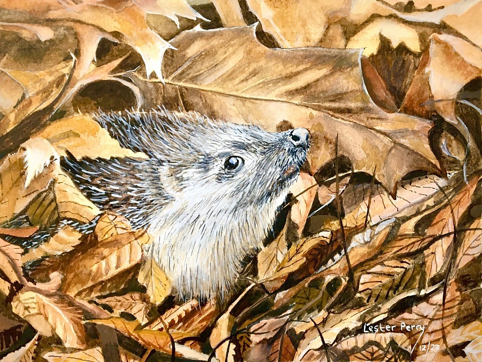 HEDGEHOG -  Watercolour on paper