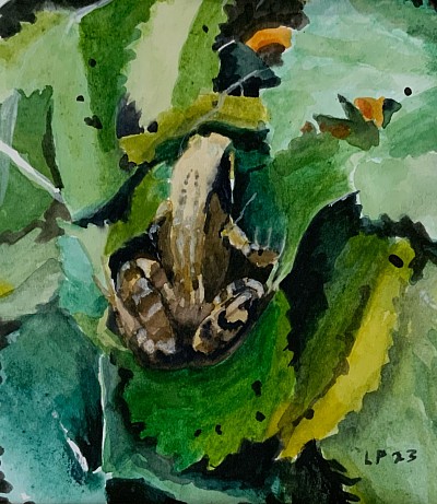 COMMON FROG - Acrylic on paper.