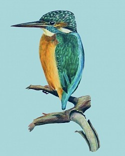 KINGFISHER - Coloured pencil on paper