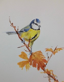 BLUE TIT - Watercolour rapid sketch.