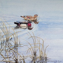 WOOD DUCKS - Acrylic on paper.