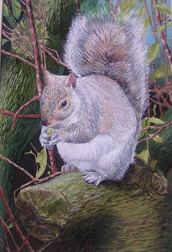 GREY SQUIRREL - Guache on paper