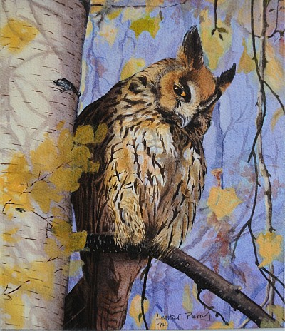 LONG EARED OWL. - Guache on paper