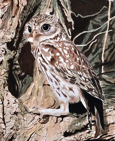 LITTLE OWL - Watercolour on paper.