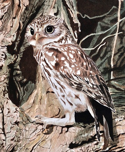 LITTLE OWL - Watercolour on paper.