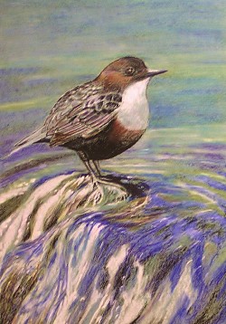 DIPPER - Oil Pastel on paper