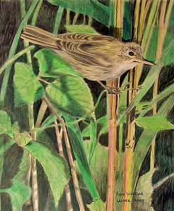 REED WARBLER - Coloured pencil on paper