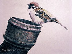 TREE SPARROW - Coloured pencil on paper