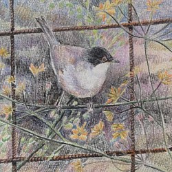 BLACK CAP - Coloured pencil on paper.