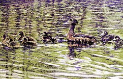 TUFTED DUCK & BROOD - Pastel on paper.