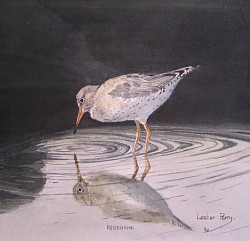 REDSHANK - Watercolour on paper.