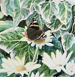 RED ADMIRAL - Watercolour on paper