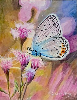 COMMON BLUE - Acrylics on paper