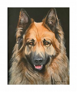 SIMON’S ALSATIAN - Acrylics on paper