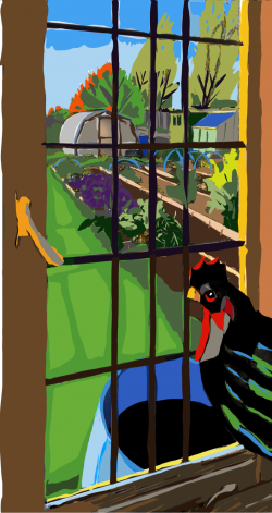 CHICKEN IN WINDOW - Digital graphics