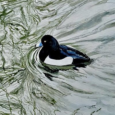 TUFTED DUCK - Watercolour and Gouache