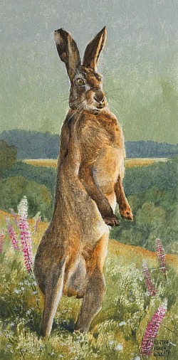 WILD HARE - Acrylic